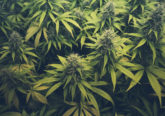Marihuana plants