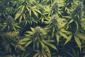 Marihuana plants